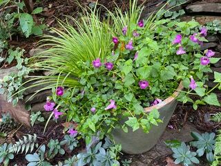 Amethyst torenia.